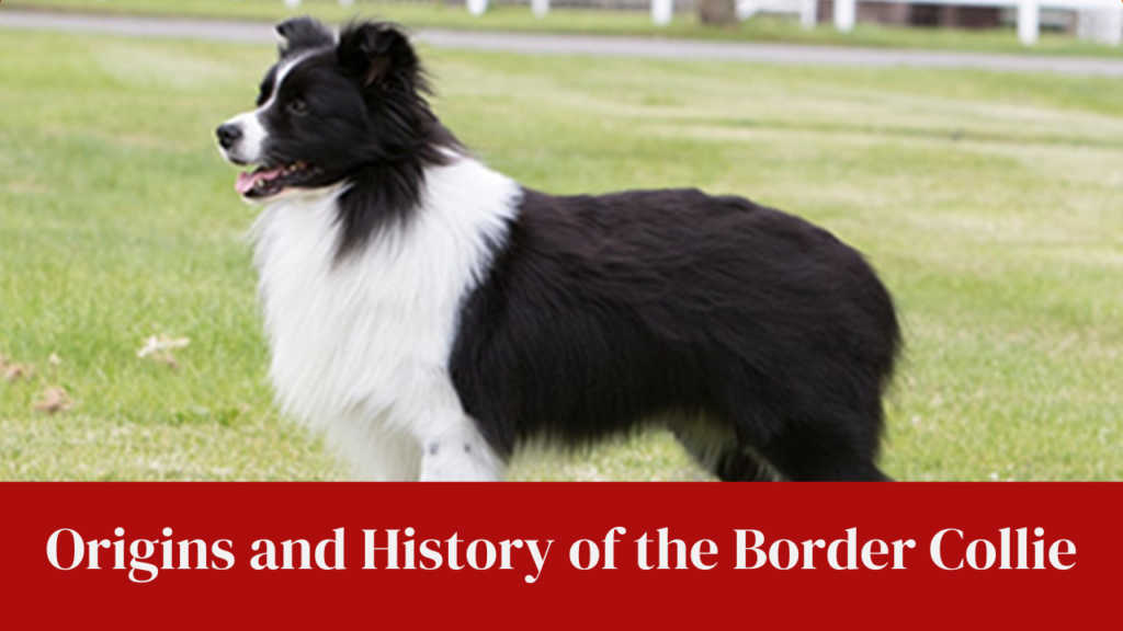 Origins and History of the Border Collie