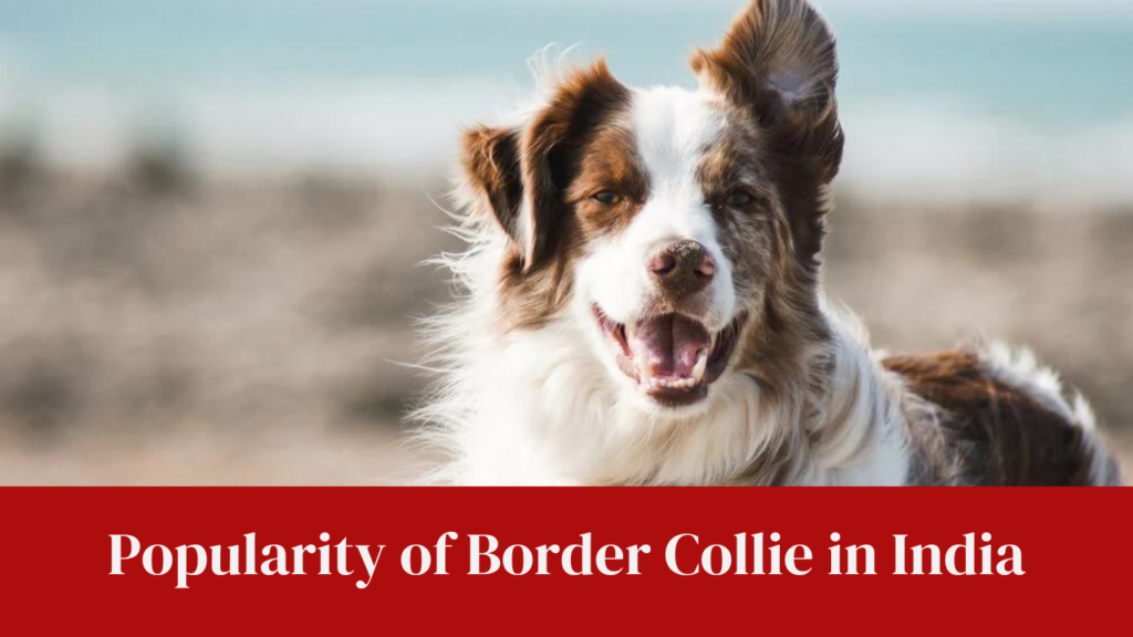 Popularity of Border Collie in India