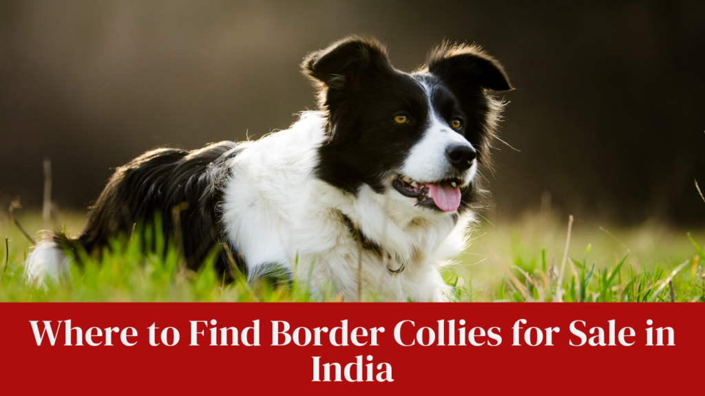 Where to Find Border Collies for Sale in India