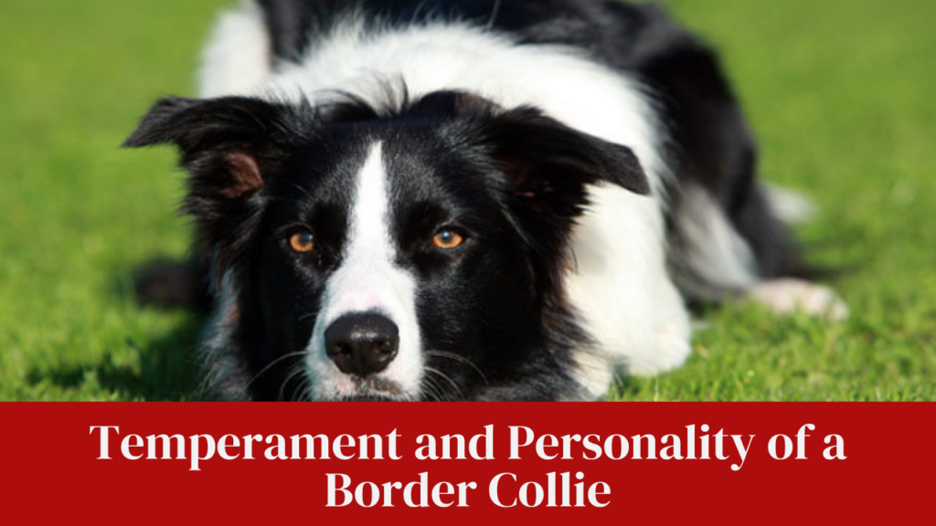 Temperament and Personality of a Border Collie