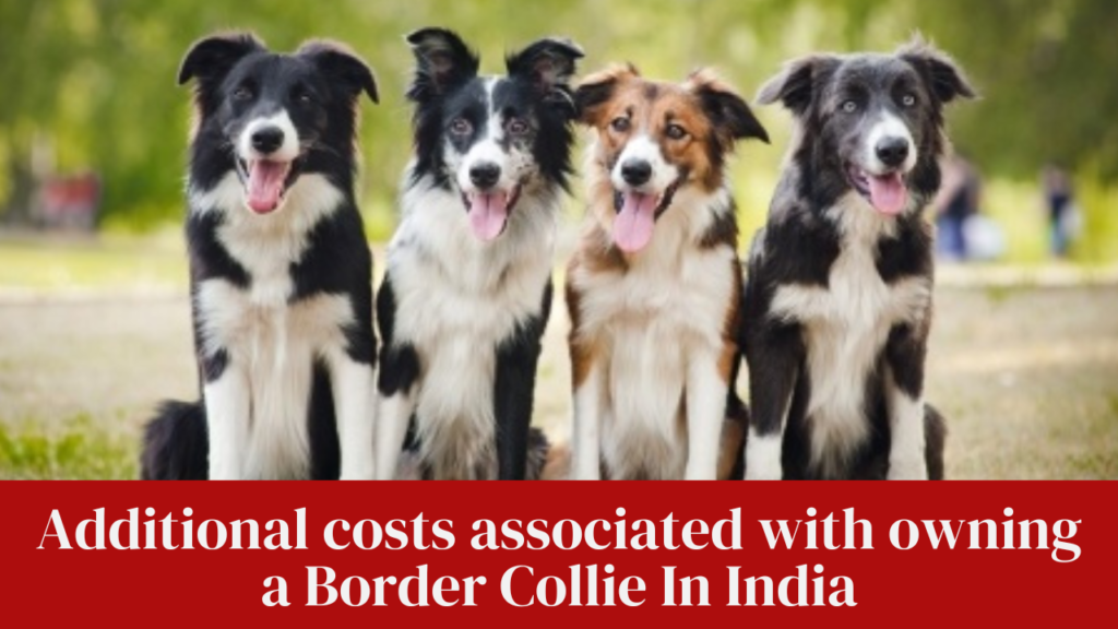 Additional costs associated with owning a Border Collie In India