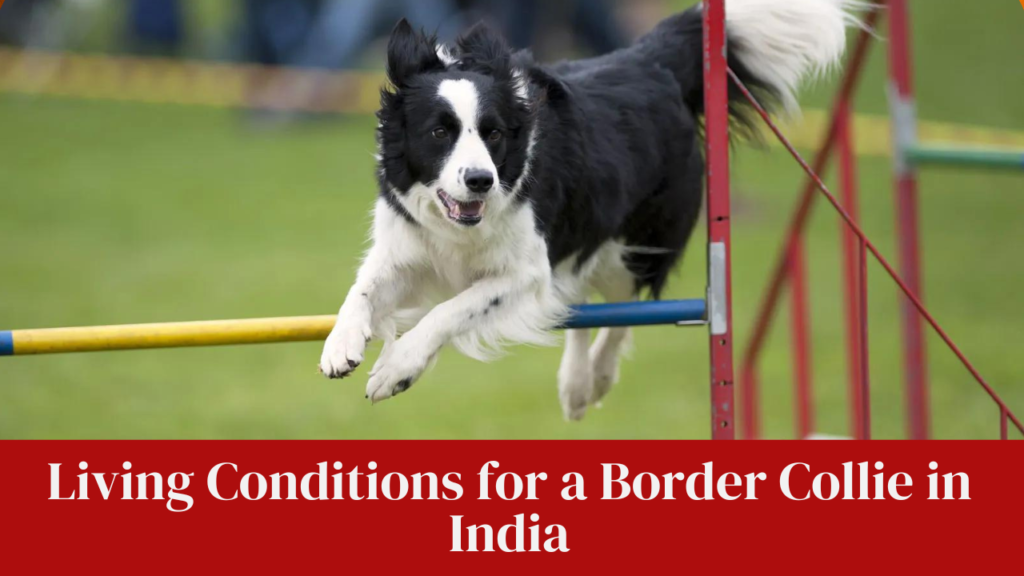 Living Conditions for a Border Collie in India