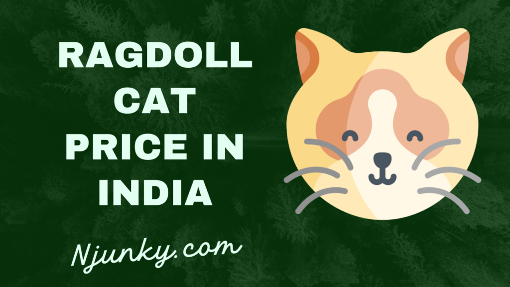 Ragdoll Cat Price In India