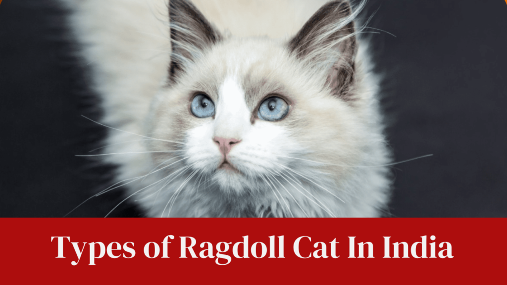 Types of Ragdoll Cat In India