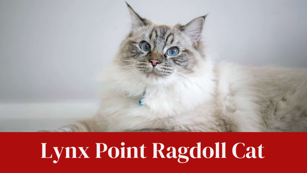 Lynx Point Ragdoll