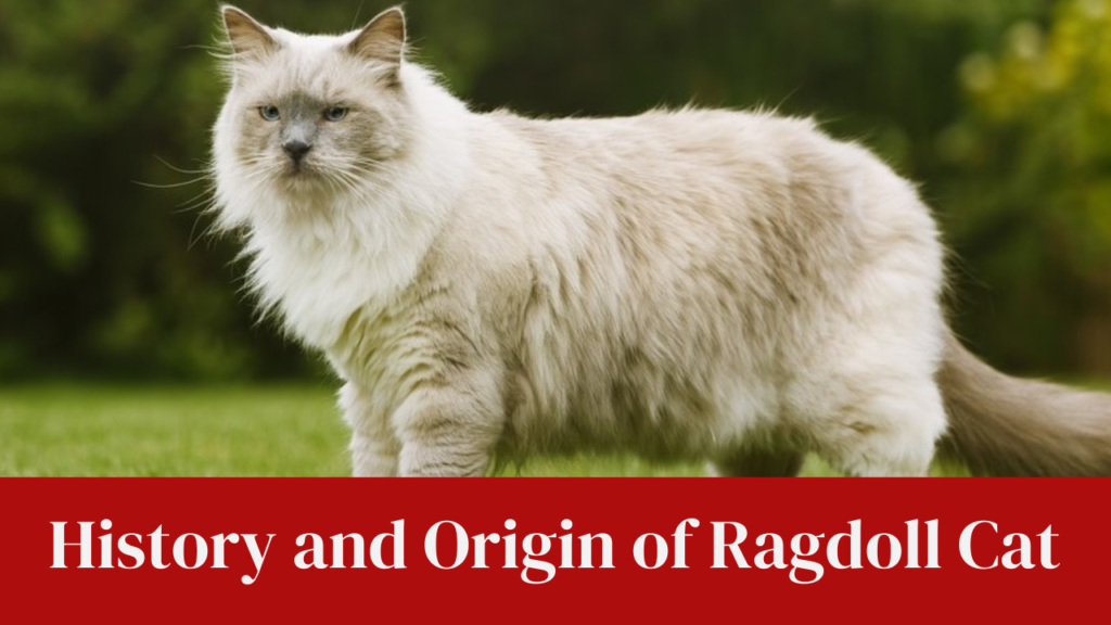 History and Origin of Ragdoll Cat