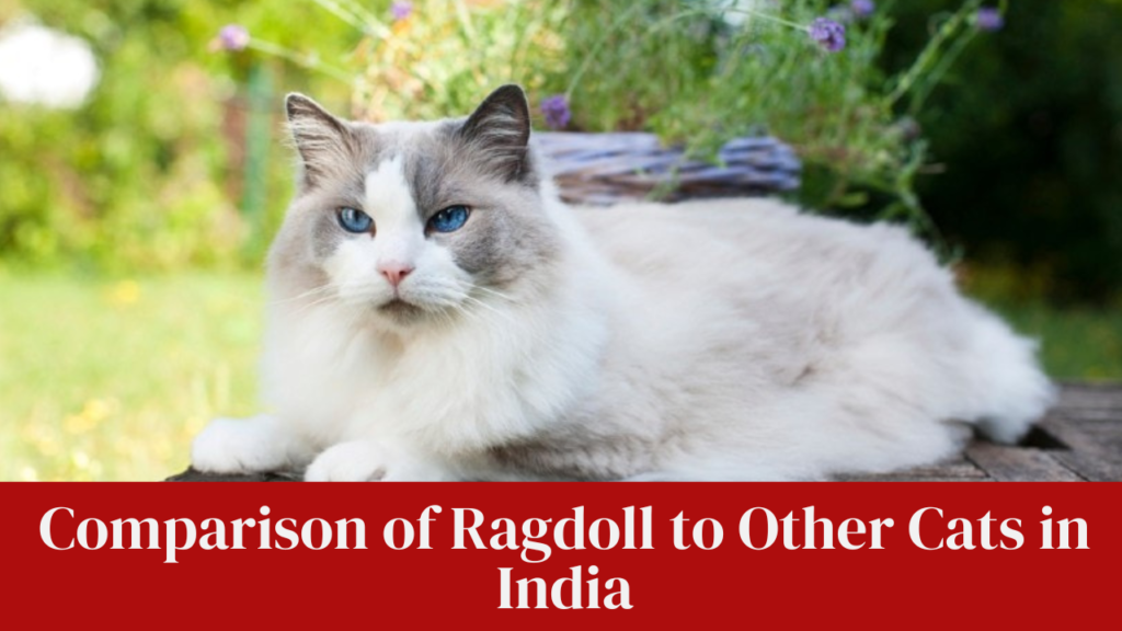 Comparison of Ragdoll to Other Cats in India