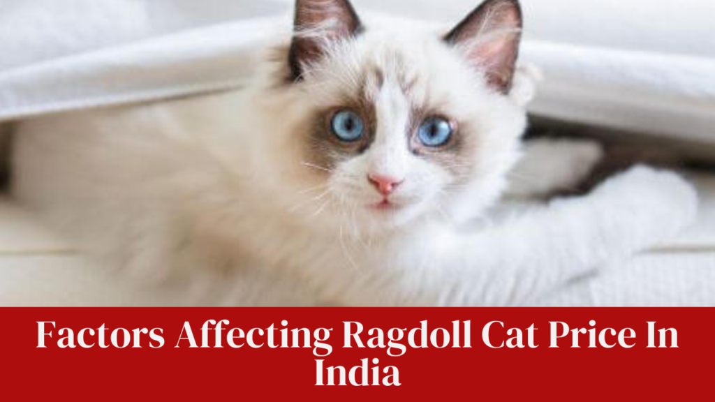 Factors Affecting Ragdoll Cat Price In India