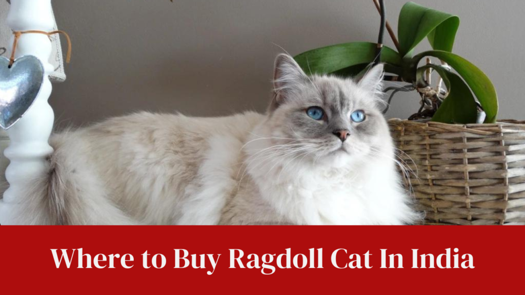 Where to Buy Ragdoll Cat In India