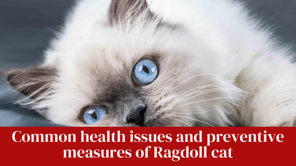 Common health issues and preventive measures of Ragdoll cat