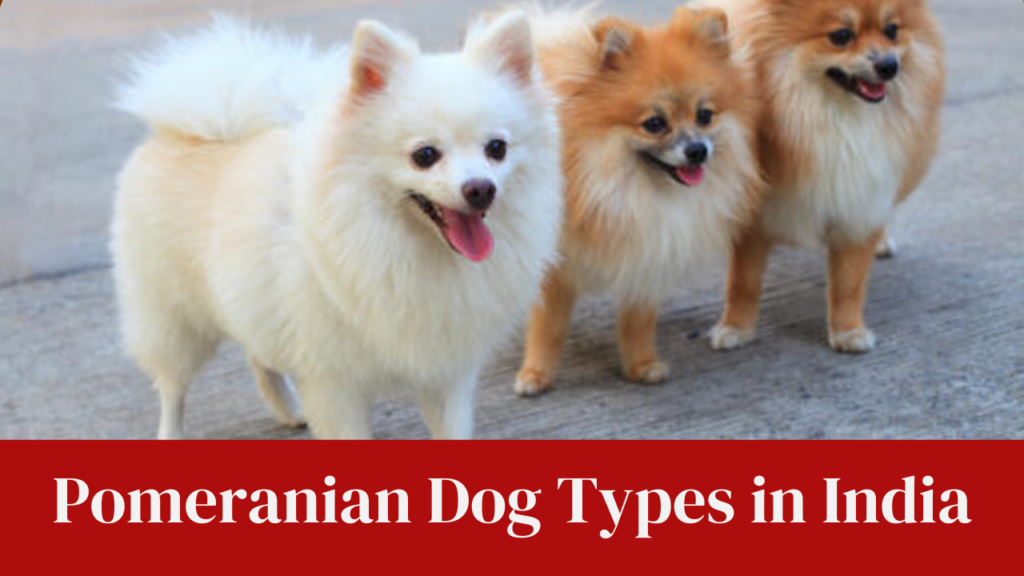Pomeranian Dog Types in India