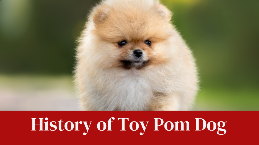 History of Toy Pom Dog