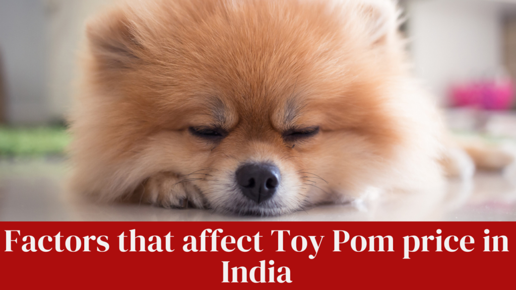 Factors that affect Toy Pom price in India