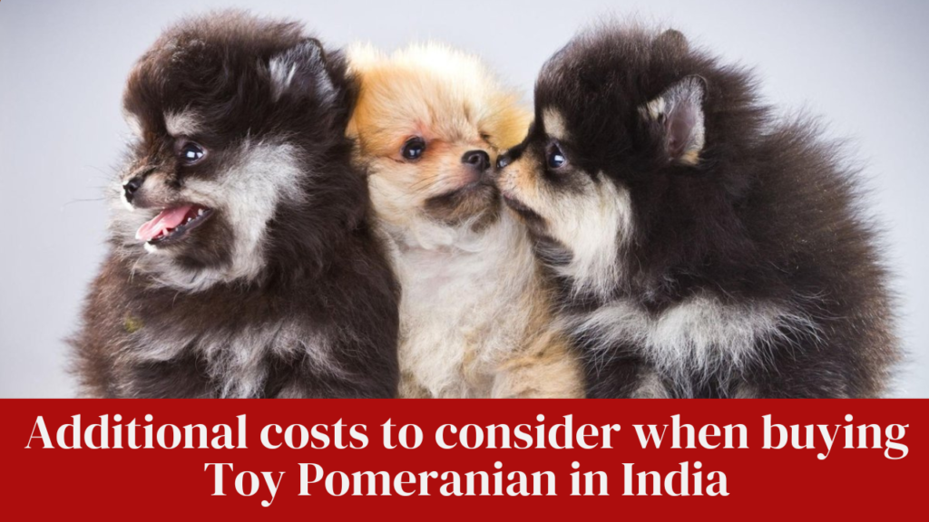 Additional costs to consider when buying Toy Pomeranian in India