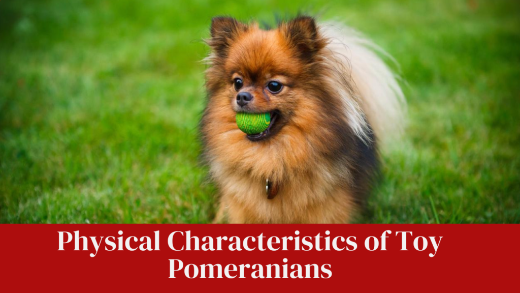 Physical Characteristics of Toy Pomeranians