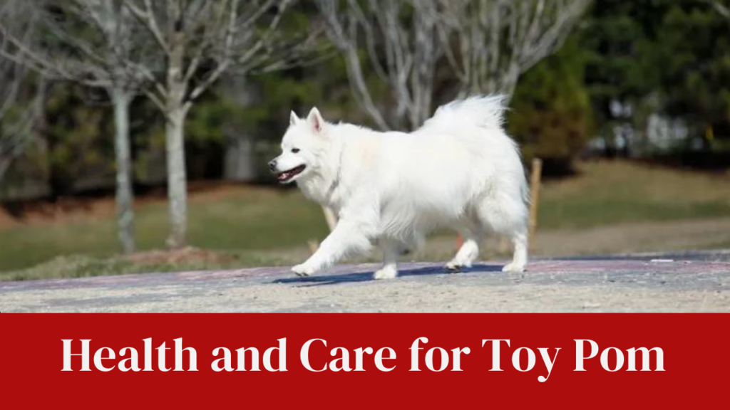 Health and Care for Toy Pom