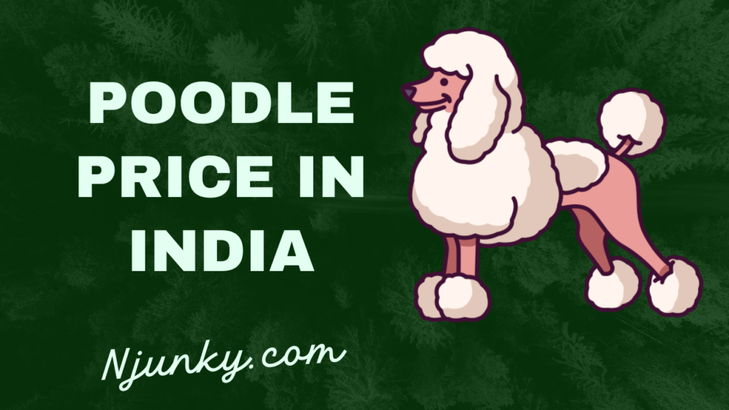 Poodle Price In India
