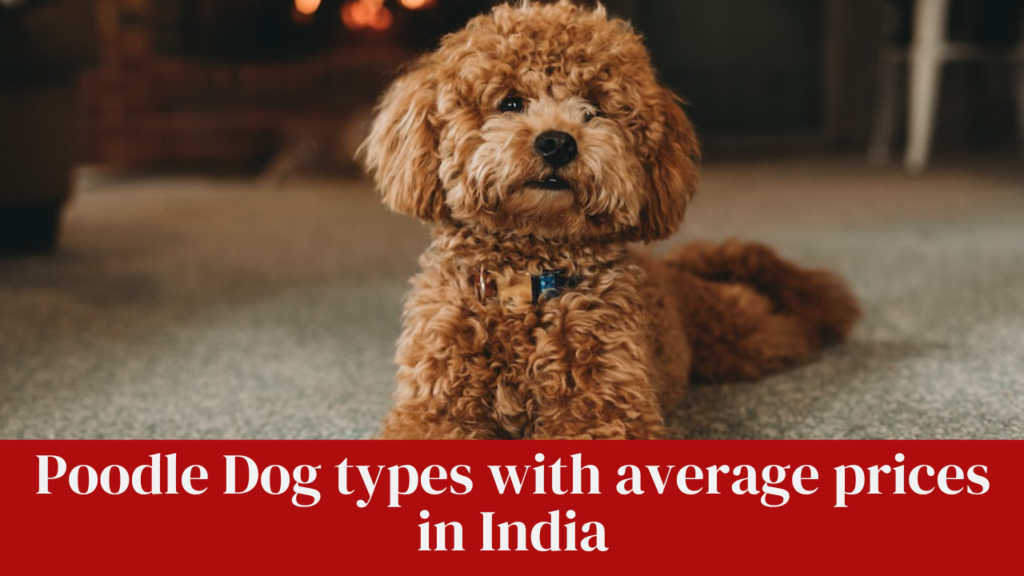 Poodle Dog types with average prices in India