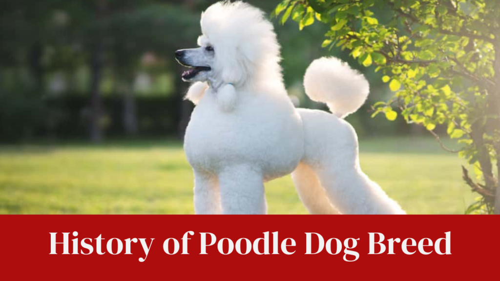 History of Poodle Dog Breed