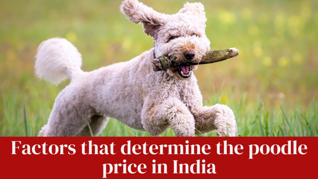 Factors that determine the poodle price in India