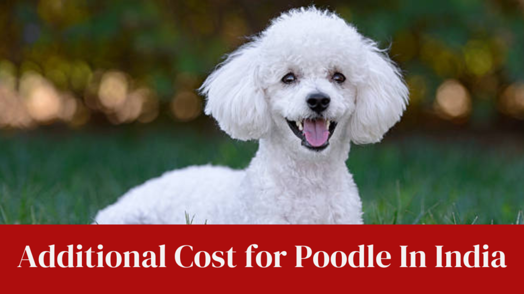 Additional Cost for Poodle In India
