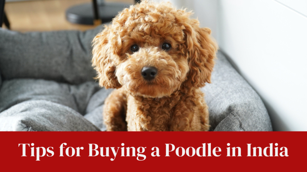 Tips for Buying a Poodle in India