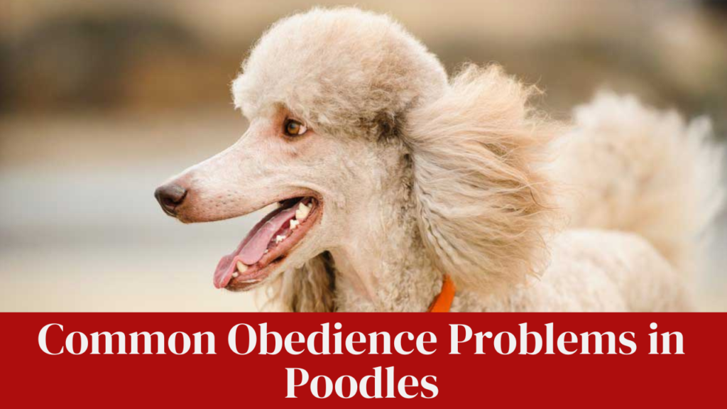 Common Obedience Problems in Poodles
