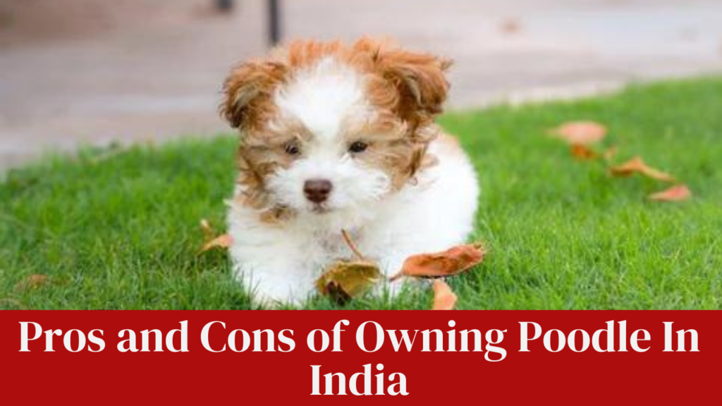Pros and Cons of Owning Poodle In India
