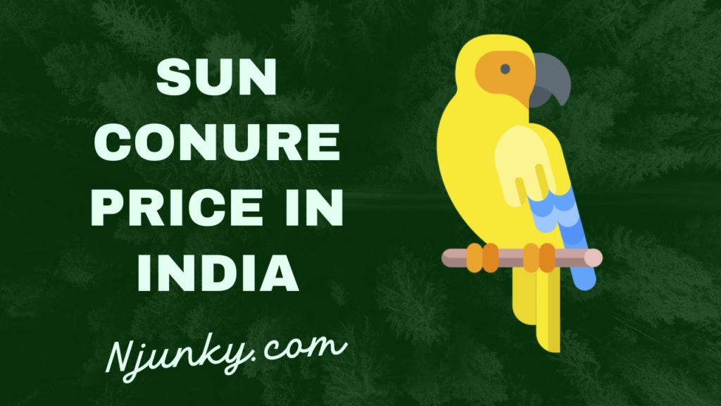 Sun Conure Price In India