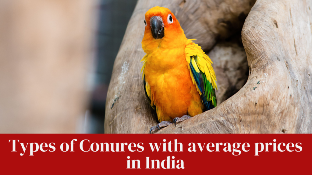 Types of Conures with average prices in India