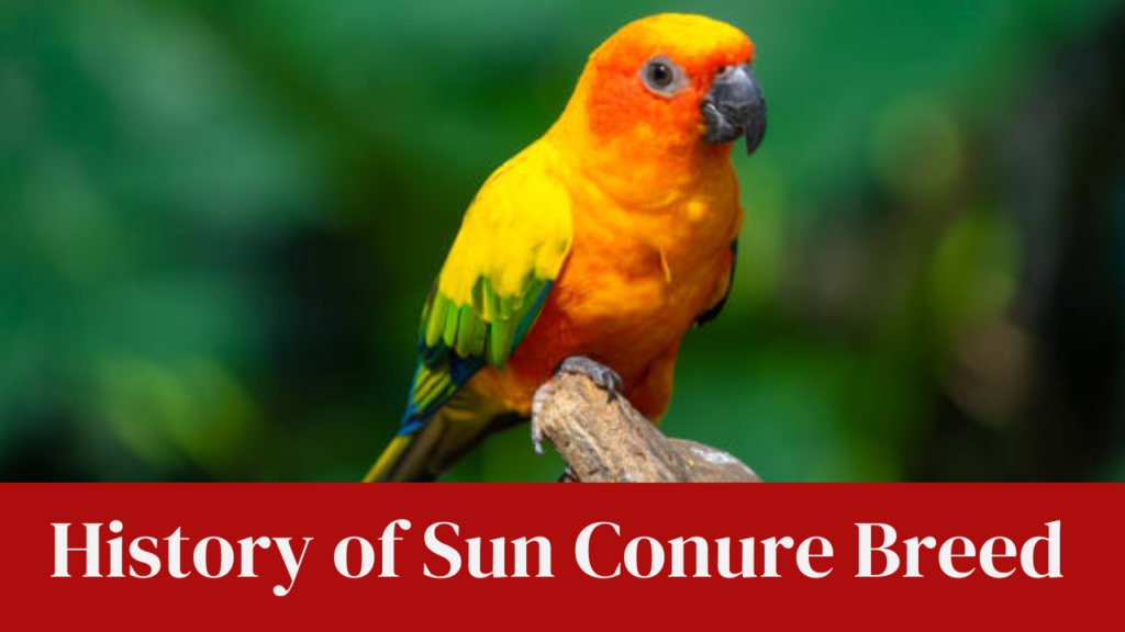 History of Sun Conure Breed