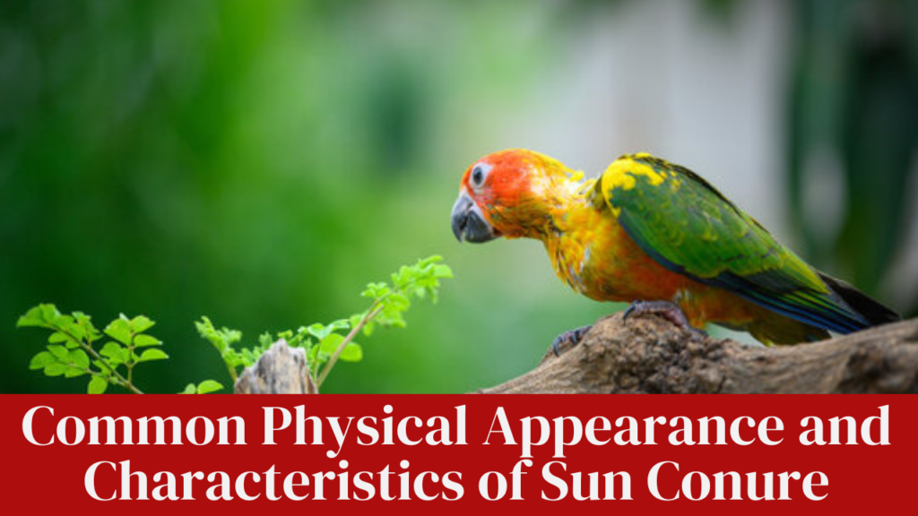 Common Physical Appearance and Characteristics of Sun Conure