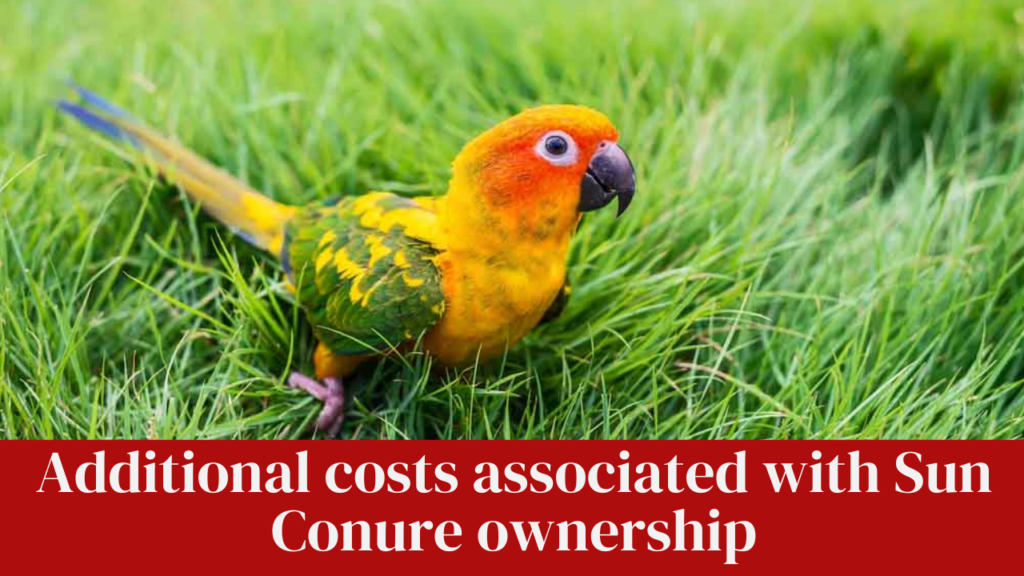 Additional costs associated with Sun Conure ownership
