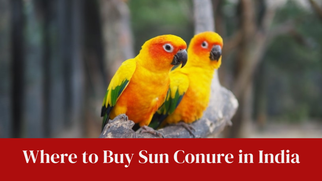 Where to Buy Sun Conure in India
