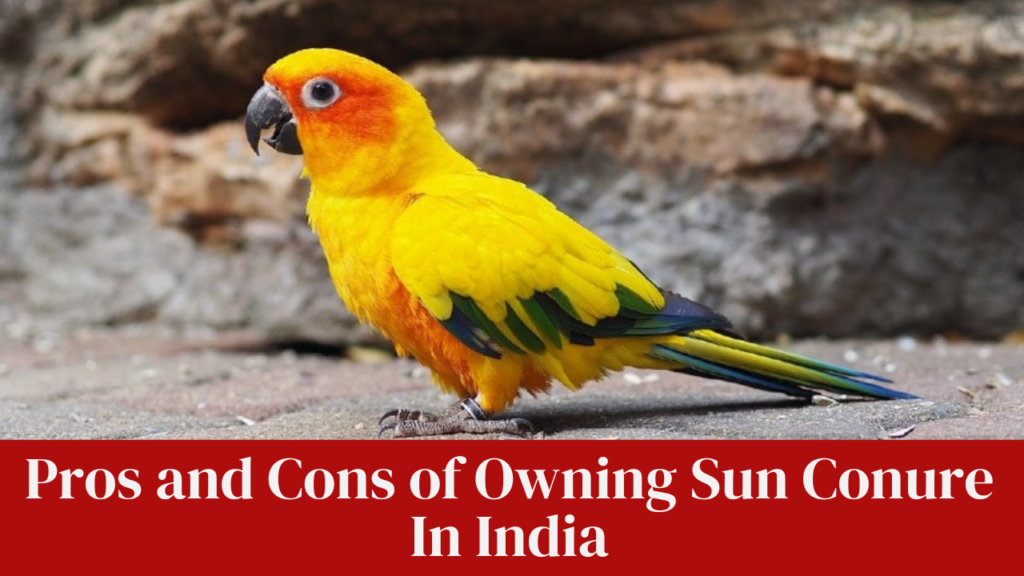 Pros and Cons of Owning Sun Conure In India