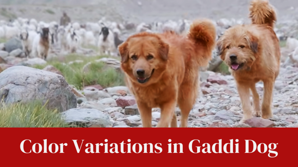 Color Variations in Gaddi Dog
