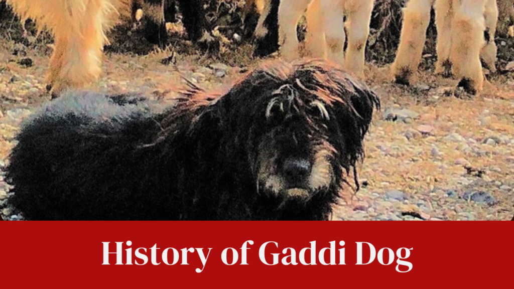History of Gaddi Dog
