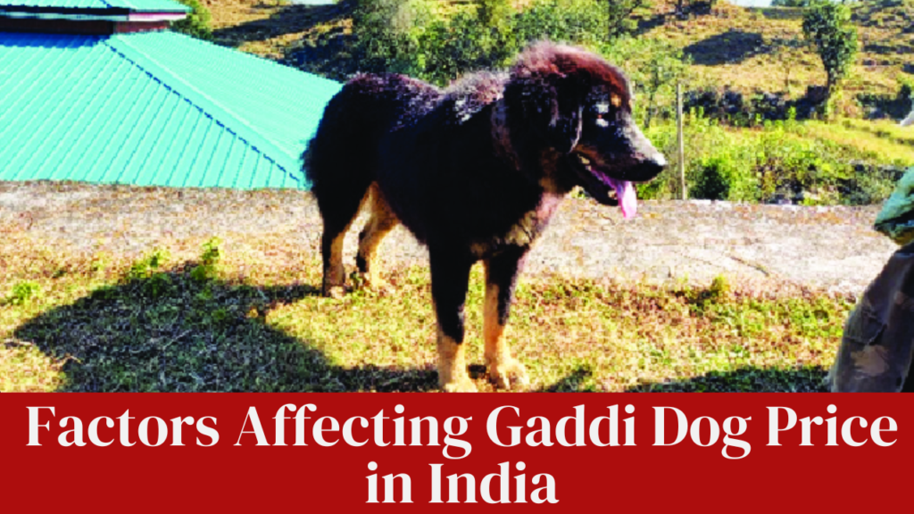 Factors Affecting Gaddi Dog Price in India
