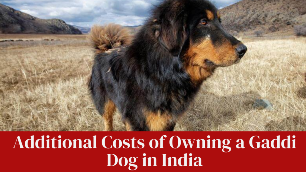 Additional Costs of Owning a Gaddi Dog in India