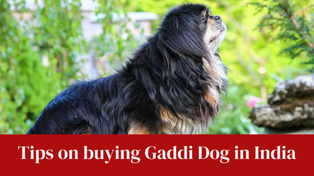 Tips on buying Gaddi Dog in India