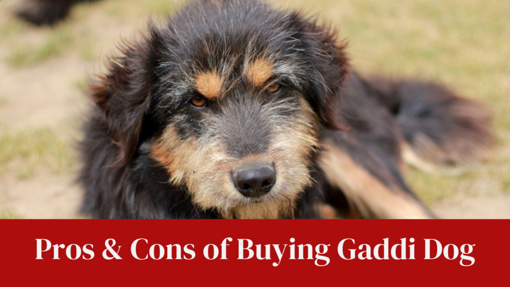 Pros & Cons of Buying Gaddi Dog