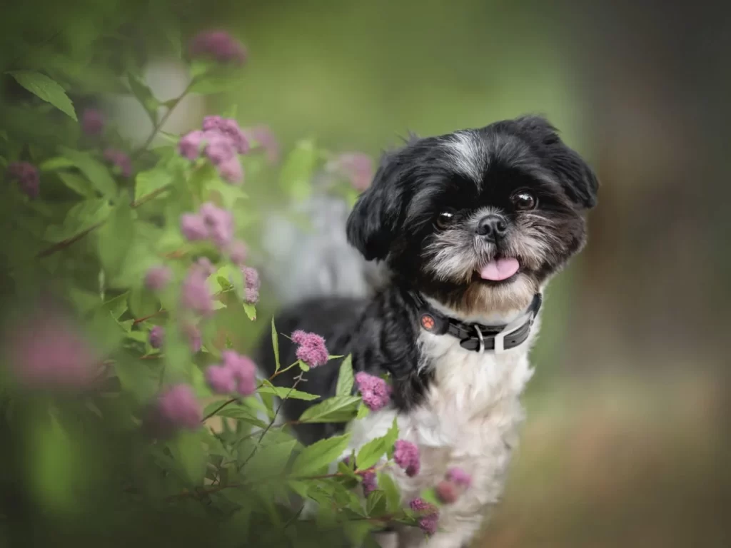 Pros and Cons of Owning a Shih Tzu dog In India