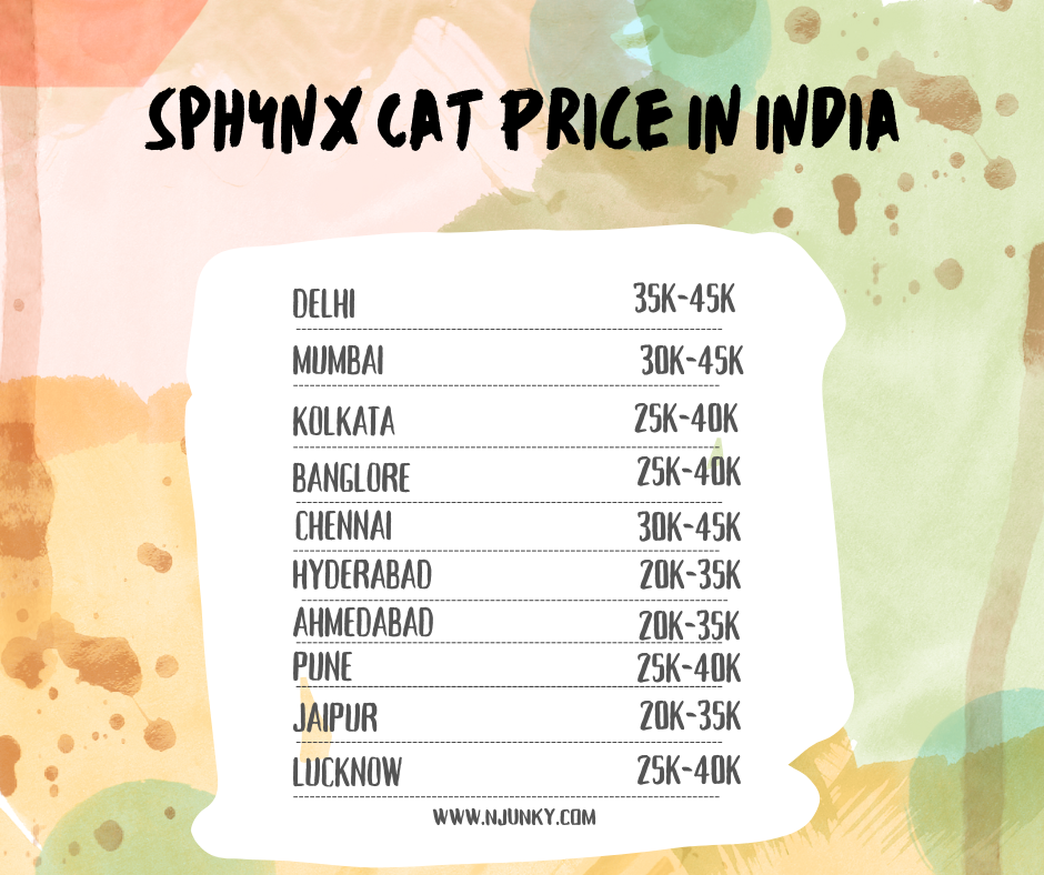 Sphynx Cat Price In different cities in India