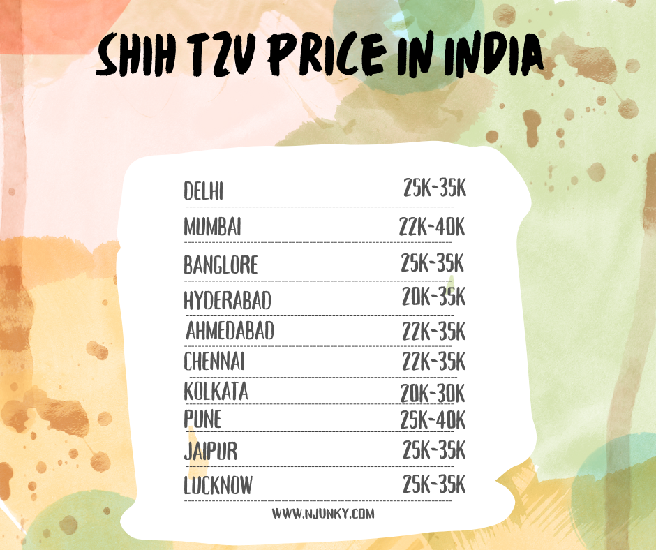 Shih Tzu Price In different Cities in India