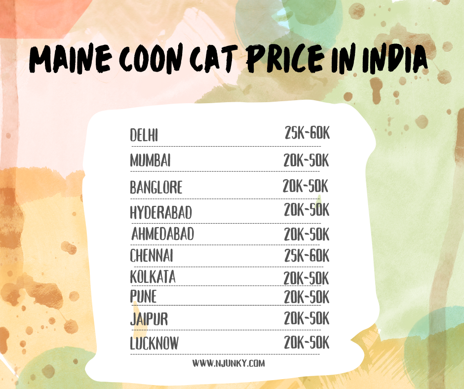 Maine Coon Cat Price In different cities in India