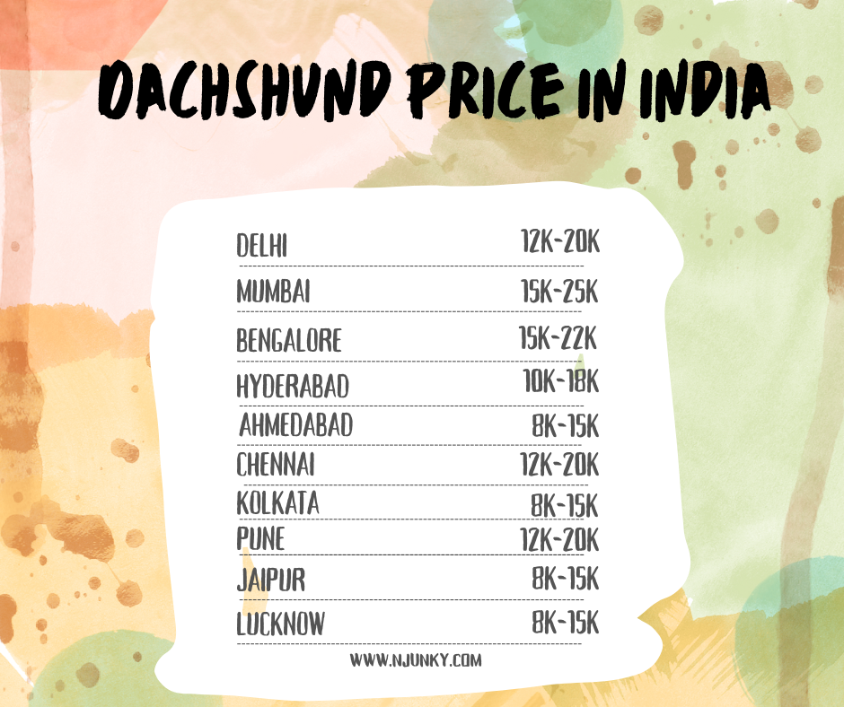 Dachshund Prices in different cities In India