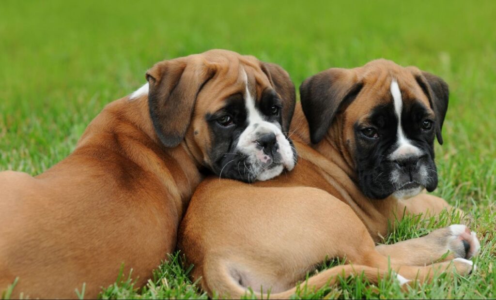 Pros and cons of owning Boxer Dog In India