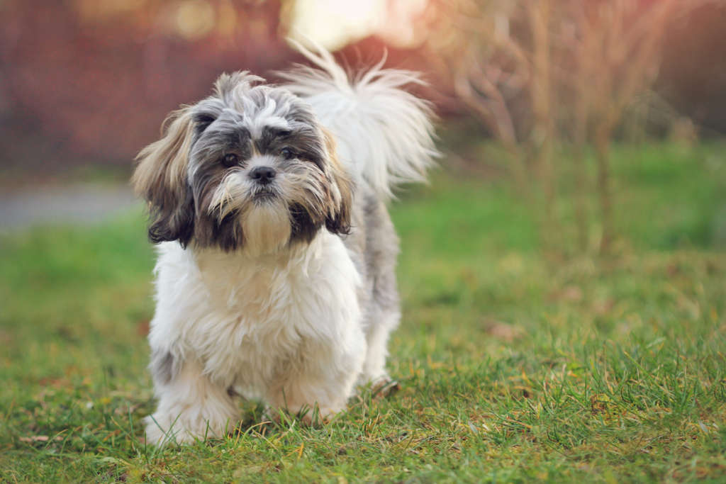 Tips for Raising a Shih Tzu Dog In India