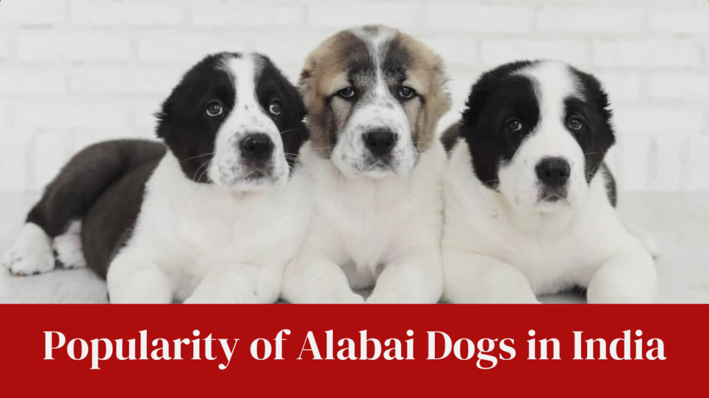 Popularity of Alabai Dogs in India