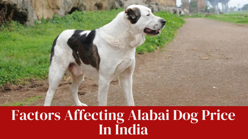 Factors Affecting Alabai Dog Price In India